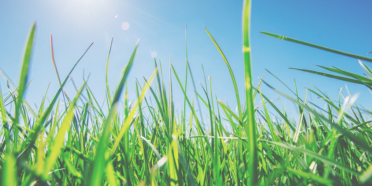 Is-The-Grass-Always-Greener-On-The-Other-Side Is-The-Grass-Always-Greener-On-The-Other-Side